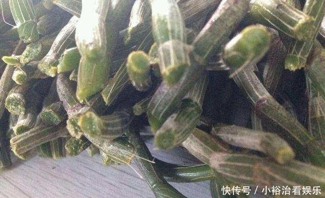  扦插|盆栽铁皮石斛扦插方法，一根枝条能扦插一盆，方法简单一学就会！