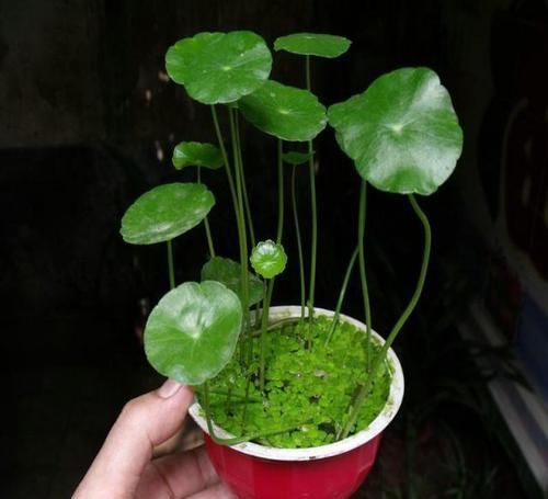  [养花]春天养花就养“它”，什么环境都疯长，叶片圆又大，养的多还旺财