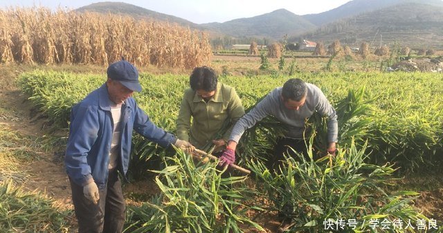 1亩产9000斤，农民种植它，2亩地丰收18000斤