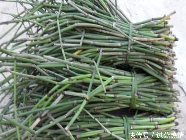  【草药】农村常见的野草，人称“节节草”是珍贵的草药，可治疗