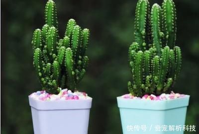  『碱性』仙人掌是酸性还是碱性