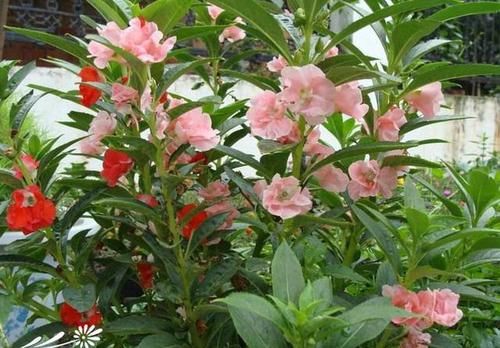 「回忆」3种草花最泼辣,农家院里年年开花,美好的童年回忆全是它