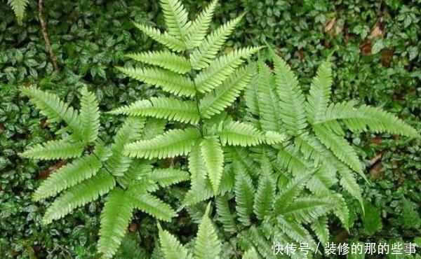  「种植物」在井边生长的这类草，如今真的很少见，居然有珍贵的价值