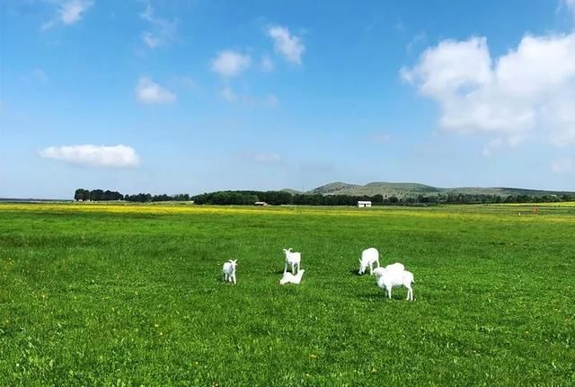 辟谣注意！围场坝上这条免票的消息是假的！别再转了！