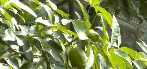  『夏天的时』养了十年的发财树，高约5米，年年都结发发财果，出上万都不卖