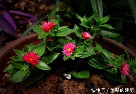  最命■最命大的几种花，随便插个枝就能活，新手都养不死，再不用花钱了