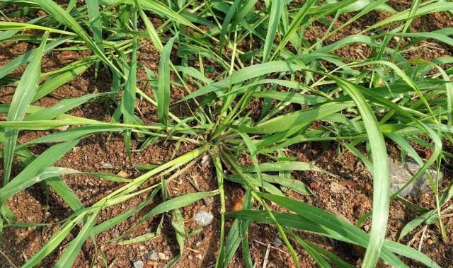  牛筋草|农村一“野草”，长得快惹人烦，农民见到就烦，穷人的“