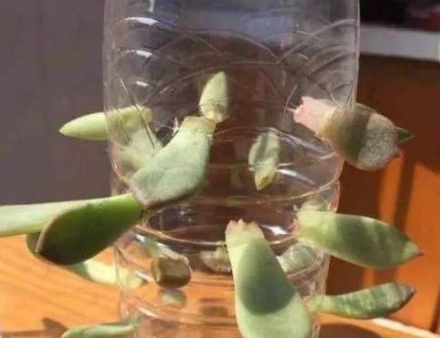  【花草】塑料瓶多要扔掉？1招变身“养花神器”，防寒又保暖，夏季能保湿