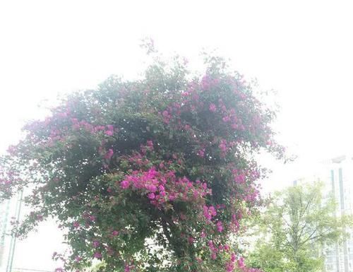  三角梅：养护的三角梅盆栽开花以后一直掉花是怎么回事？
