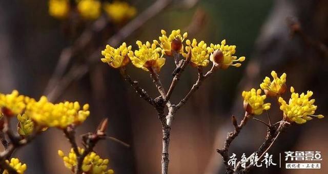  茱萸■“遍插茱萸少一人”的茱萸开花了，就在济南！瞧这一大片