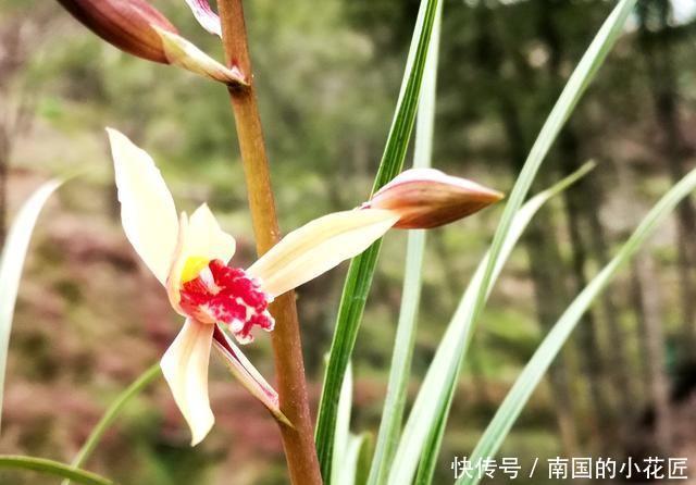  【阳光照射】兰花种植不服盆？原因就是这4条，实用技巧告诉你
