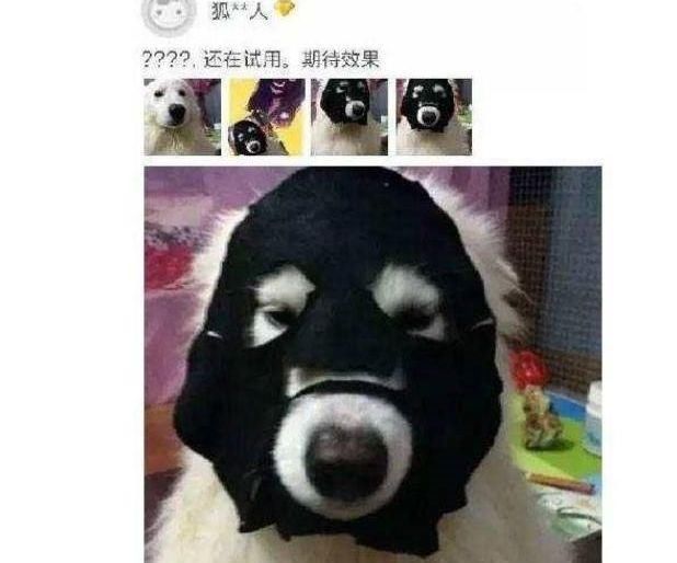让人“无语”的买家秀，面膜给狗贴，卖家：商量一下把图删了吧！