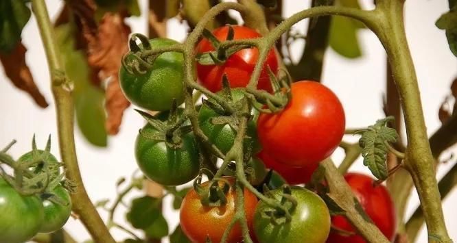  「够吃」阳台就是大菜园，这6种蔬菜都能种，一年不用买菜，全家都够吃