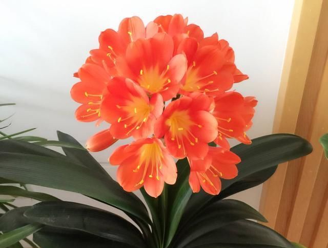  ＂rot＂:＂2000＂这2种花人们最爱！但总不愿意开花，来点磷钾肥，再也不用愁！