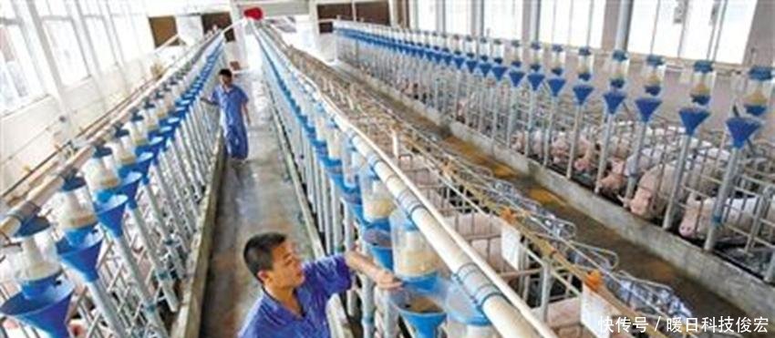  「500万」国家动真格了，发放养猪补贴，少的有50万多的有500万