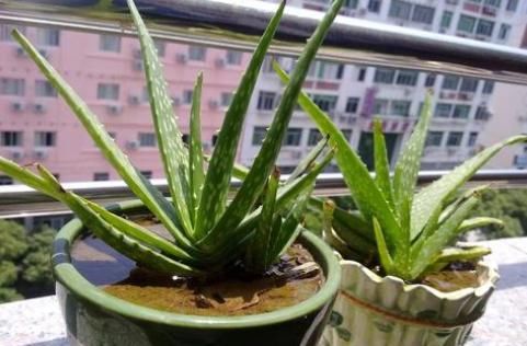  [轻松]喜欢养花就选它们，新手可轻松栽种成活，既能观赏又能放松身心