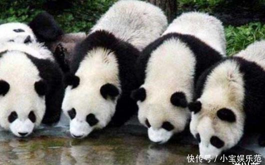 真是奇葩的民族,印度租借中国熊猫被拒绝,最后想出来这个办法