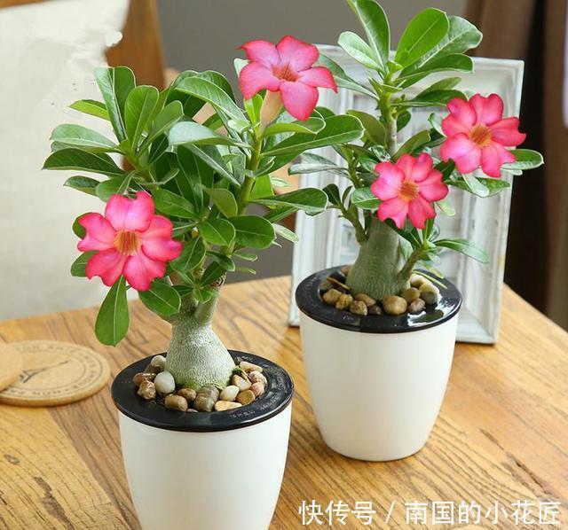  生存|沙漠也有花开，家养一盆沙漠盆景，看沙漠风情
