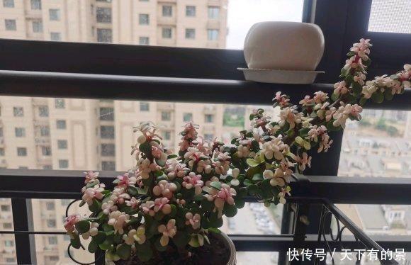  『顶端的叶子』买到药锦金枝玉叶，先把花切掉，换上新花土，1个月恢复健康