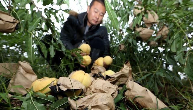  「果子」几百万斤卖不动，价格持续走低，大量果子开始腐烂，果