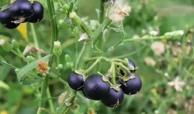 「别称」30种 ·野草的美，你认识几个？