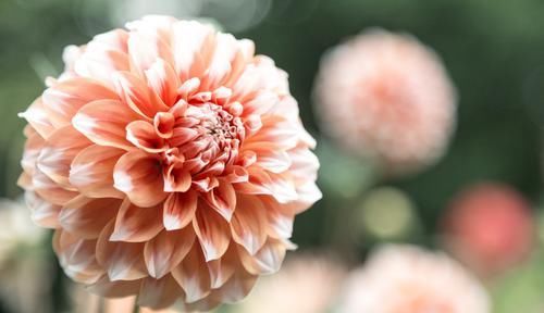  「家里」3种花颜值很高，高贵优雅很漂亮，家里养一盆，满屋都是花香味
