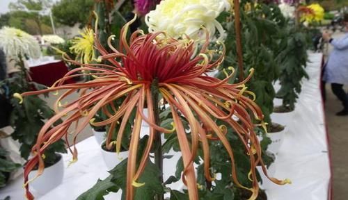 柔美:喜欢菊花,就养盆“国华系列菊花”国华苍海,花开柔美高雅