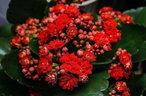 「开花」“5种花”好养又漂亮,养上一盆,高端大气上档次,而且寓意好!
