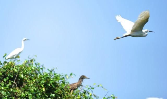 秋风起,候鸟归!佛山绝美观鸟地有……