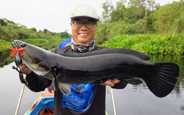 中国路亚钓鱼人远征苏门答腊，前去消灭泛滥成灾的金线多曼鱼