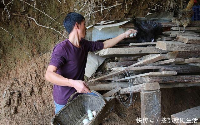  「返乡」17岁外出打工，21年后返乡养殖乌鸡，年收入60万元