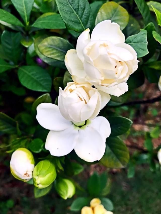 清香■洁白清香的栀子花
