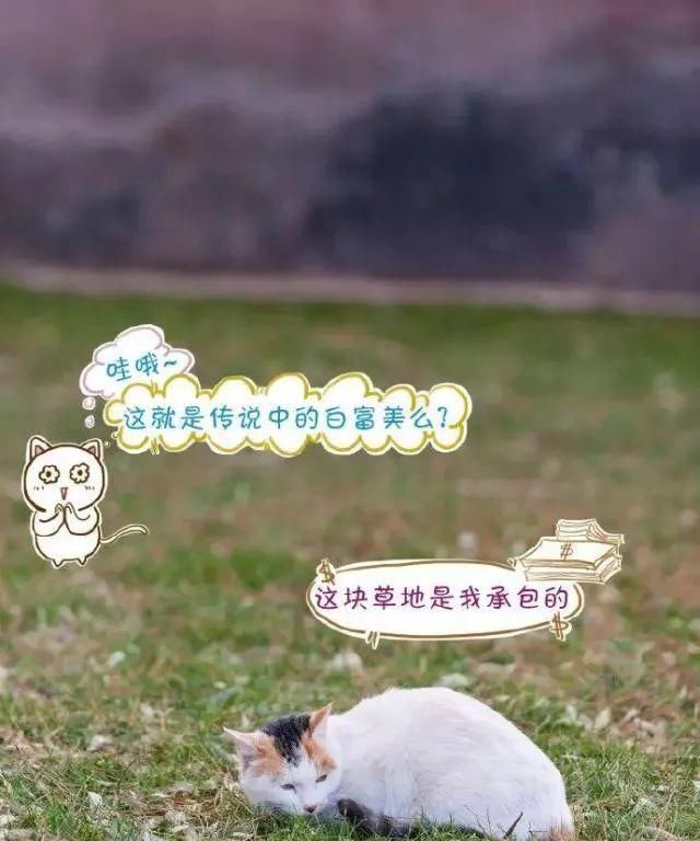 走！去故宫吸猫，181只皇家猫全都撸一遍