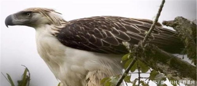 吕宋岛藏有世上最凶鸟，最恨猴子先啄瞎眼再吃，号称“鹰中之虎”