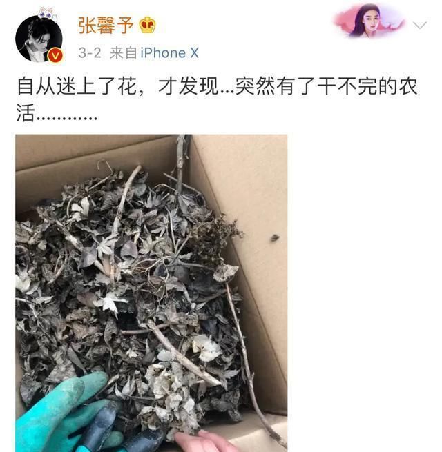 #厨艺#张馨予在家秀厨艺,烘焙画画种花没有不会的,结婚之后像变了个人