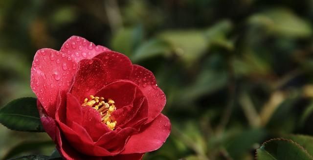 『碗口』茶花开花小是什么原因?做好这几点花朵“大如碗口”!