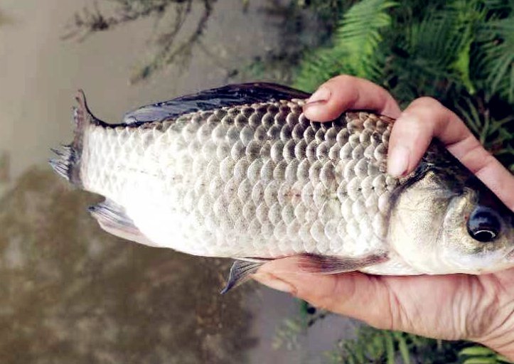  调整■浮漂出现这四种现象，说明调钓不当，需要立即调整