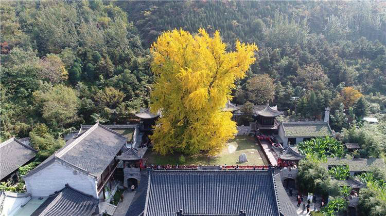 世界最厉害十棵树：四棵在华夏，价值无法估量，1棵是李世民栽种