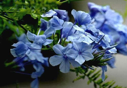  #喜欢#喜欢养菊花，不如养“优良玫瑰”宠爱小姐，花瓣金黄，视觉感强烈