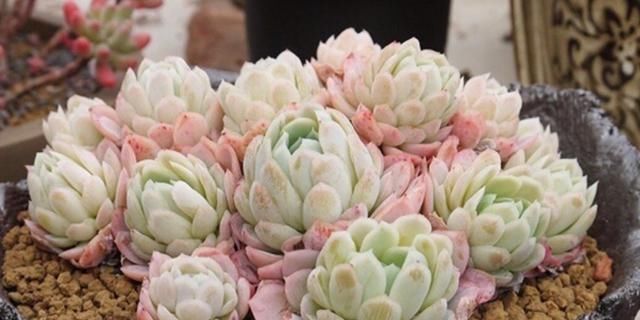 「时间」这种多肉植物,养得越久越贵,形状像“螺旋”,温差大容易上色