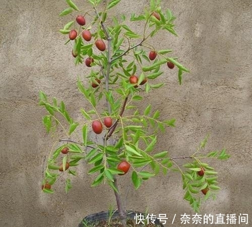 「招财」院子里不要乱种树,这6种树不仅能添福旺宅,还能招财纳福