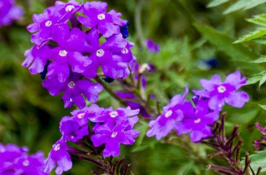  『家里』家里阳台养上这些花朵，漂亮又美丽，主要是比香水还香