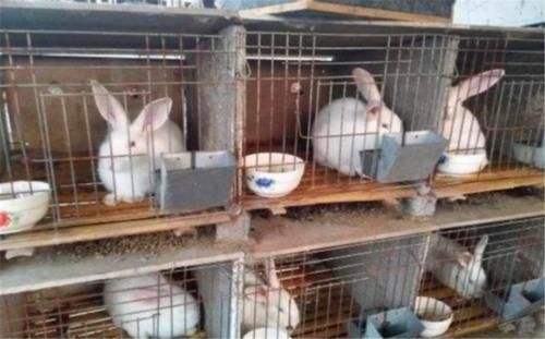  #兔子#在农村，养兔与养羊究竟哪个才更划算一些呢？一起来看看