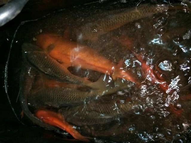  『野生大鲤鱼』钓友野钓连竿上大鲤鱼居然还不满意？这位钓友到底是怎么了？