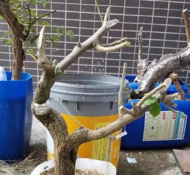  【光合作用】移栽老桩，一半成活一半干枯怎么办？这3点最好提前知道，可避免