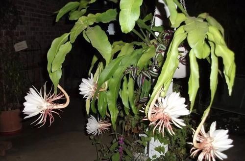 『停止』植物在夜晚就停止生长?为啥蟹爪兰、长寿花要适当黑暗才好开花