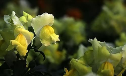  「常用」此花开花形状像金鱼，花朵艳丽，是点缀室内的常用花
