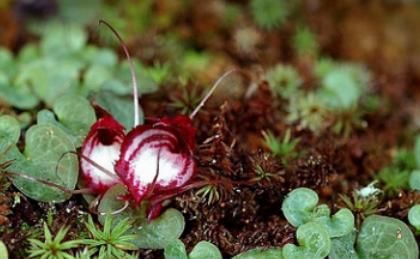  「稀罕」此物在世上好珍贵，别让我见到你踩它，多年来很受重视