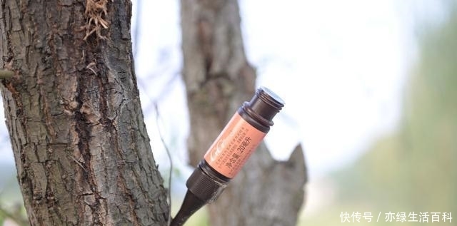 如果树木上有这种痕迹，那么你要小心了，可能是天牛在这产卵了