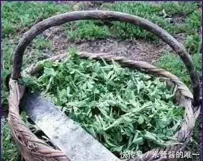  食物@人称“食物之父”，是最古老的野菜之一，如今到处是，你认识吗？